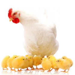 BBB_Expanding_Hen