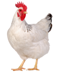 BBB_Growing_Chicken