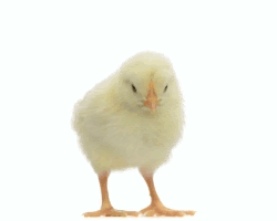 Chick
